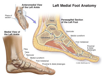Left Medial Foot Anatomy