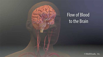 Blood Supply to Brain - Cerebral Vascular Territories and Watershed
