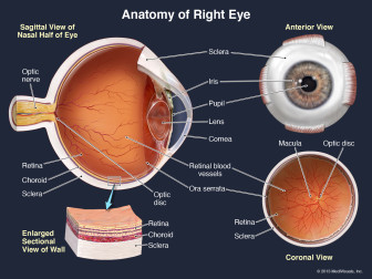 Anatomy of Right Eye