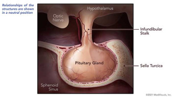 Pituitary Injury and TBI