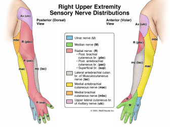 Sensory Nerve Distributions of the Right Arm and Hand