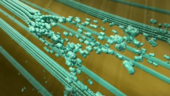 Microanatomy and Function of CNS