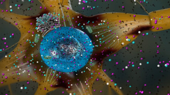 Effect on Free Radical Scavengers