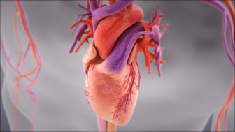 Anatomy and Physiology