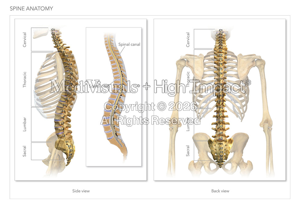 The Best Ways to Show Your Client’s Spine Injury and Maximize Your Results