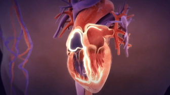 Normal Heart Function