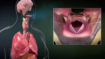 Vocal Cord Anatomy