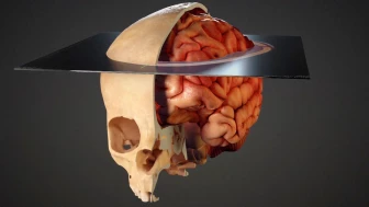 Skull and Brain Injuries
